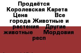 Продаётся!     Королевская Карета › Цена ­ 300 000 - Все города Животные и растения » Другие животные   . Мордовия респ.